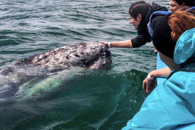 Gray Whale Watching Expedition at Magdalena Bay - What makes the whale encounters memorable