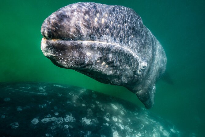 Gray Whale Watching Expedition at Magdalena Bay - Dolphins, seabirds, mangroves, and dunes