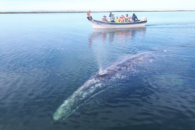 Gray Whale Watching Expedition at Magdalena Bay - Best fit for this experience