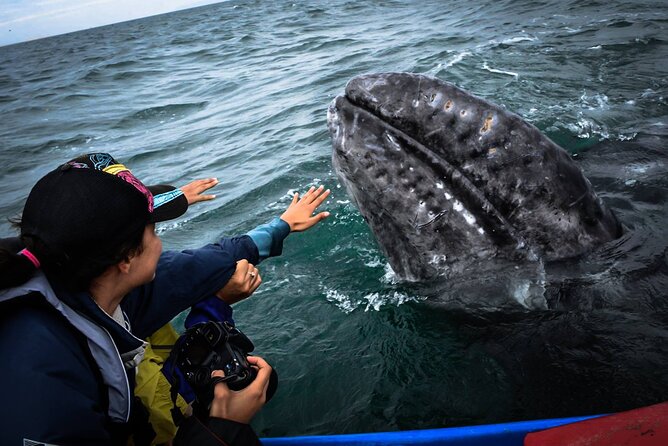 Gray Whale Watching Expedition at Magdalena Bay - Booking, weather, and cancellation details