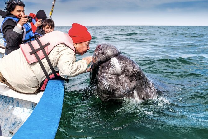 Gray Whale Watching Expedition at Magdalena Bay - What the two-hour panga ride feels like