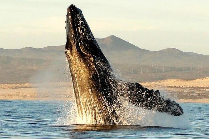 Gray Whale Watching Tour at Lopez Mateos - Why Magdalena Bay Is the Main Event