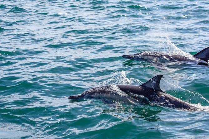 Gray Whale Watching Tour at Lopez Mateos - Lunch, Refreshments, and the Value of the Package