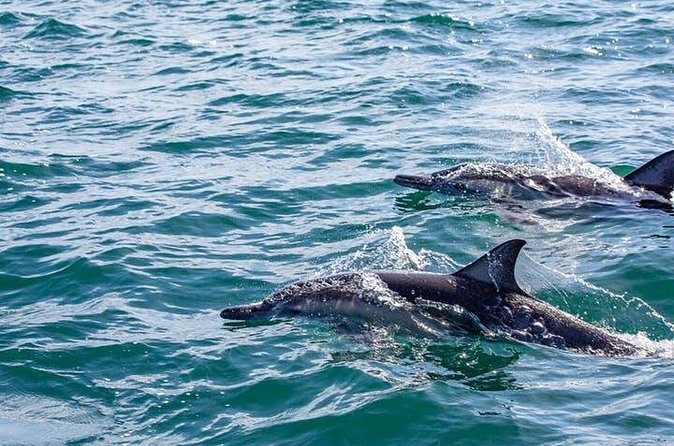 Gray Whale Watching Tour at Lopez Mateos - Who Will Enjoy This Whale Tour Most