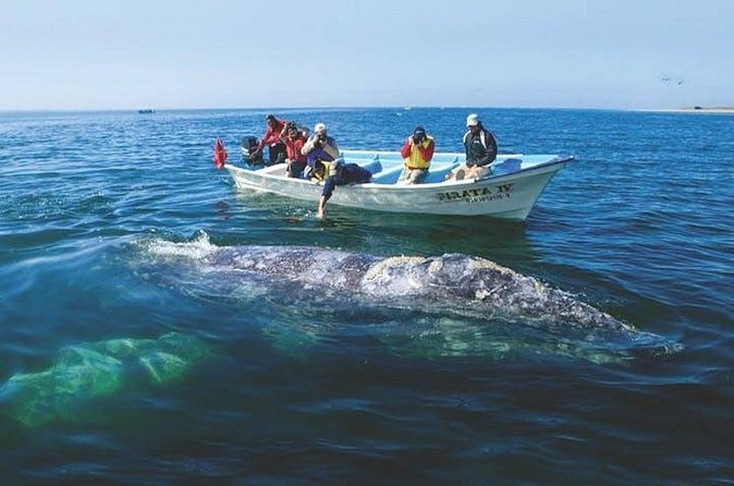 Gray Whale Watching Tour at Lopez Mateos - Small Details That Make the Day Easier