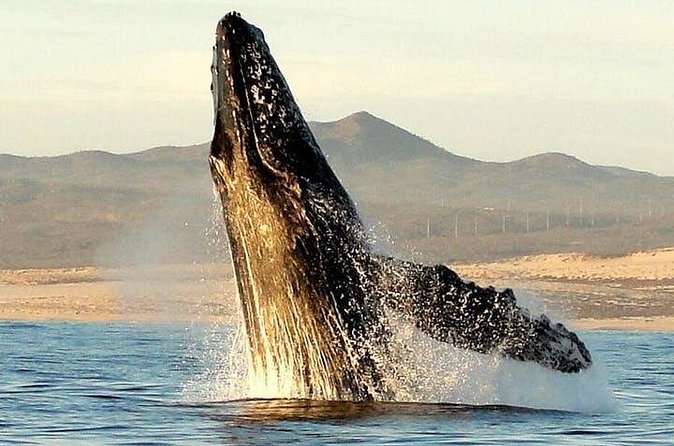 Gray Whale Watching Tour at Lopez Mateos - Should You Book the Gray Whale Tour?
