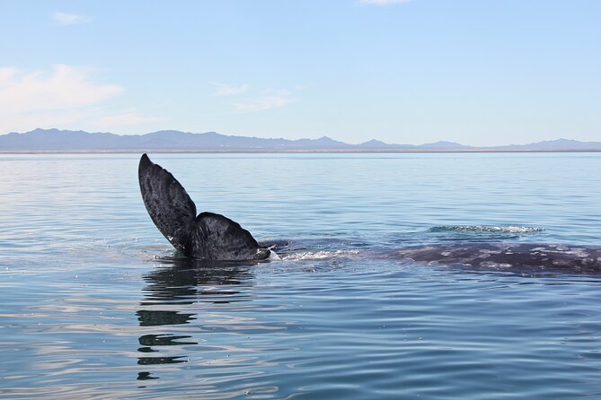 Gray Whale Watching Tour with Marine Biologist and Small Group - What close encounters can really mean