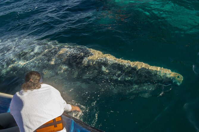 Gray Whale Watching Tour with Marine Biologist and Small Group - A seafood lunch in tiny Puerto Chale