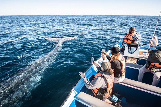 Gray Whale Watching Tour with Marine Biologist and Small Group - What the $376.34 price covers