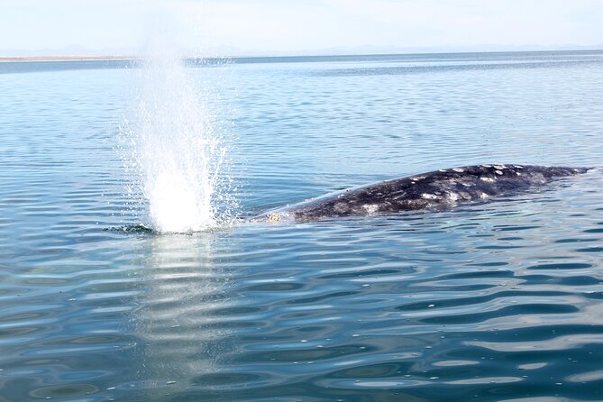 Gray Whale Watching Tour with Marine Biologist and Small Group - How to prepare for the boat