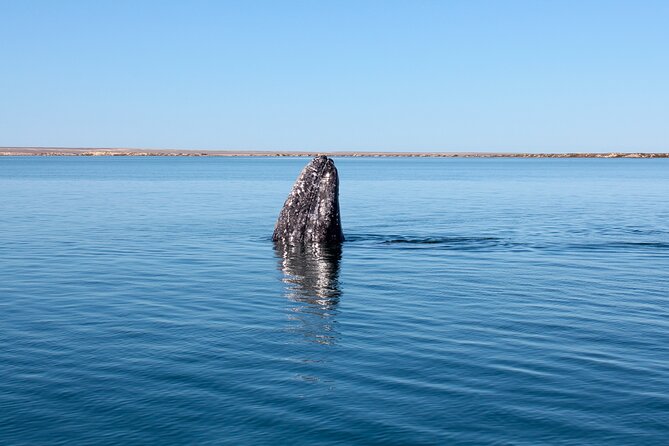 Gray Whale Watching Tour with Marine Biologist and Small Group - Who should book this outing