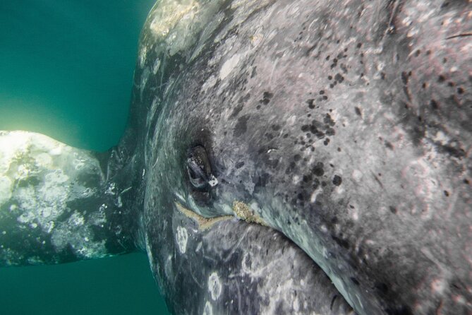 Gray Whale Watching Tour with Marine Biologist and Small Group - Three hours among the gray whales