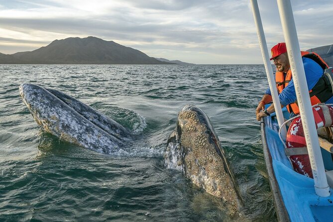 Gray Whales Watching in Magdalena Bay - Key points before you book