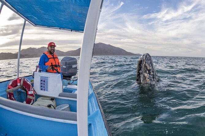 Gray Whales Watching in Magdalena Bay - Why Magdalena Bay makes this a serious whale trip