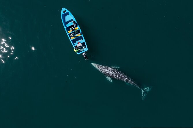Gray Whales Watching in Magdalena Bay - Four hours on the road, and why it matters