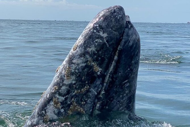 Gray Whales Watching in Magdalena Bay - Hamza and the local captain