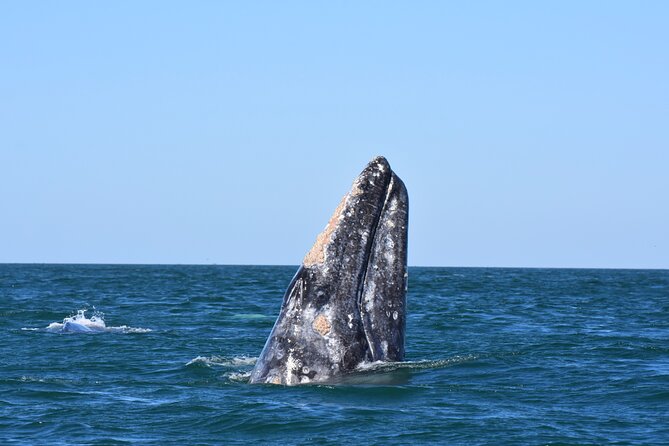 Gray Whales Watching in Magdalena Bay - Breakfast included, lunch extra