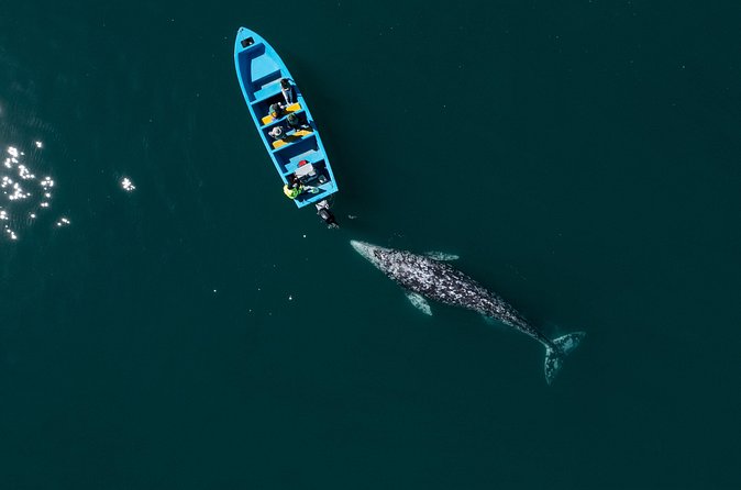 Gray Whales Watching in Magdalena Bay - Is $232.85 a fair price?