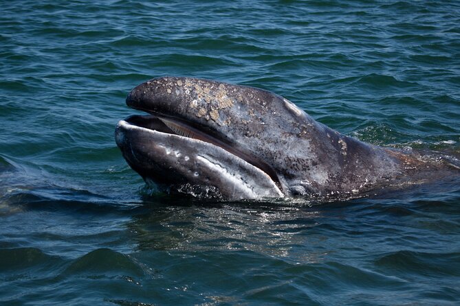 Gray Whales Watching in Magdalena Bay - The 7:30 a.m. start in La Paz