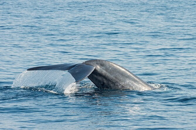Great Whales Education Programe Dolphins and Whales are in SL - Why a whale lesson matters before the boat ride