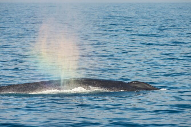 Great Whales Education Programe Dolphins and Whales are in SL - What the one-hour program covers