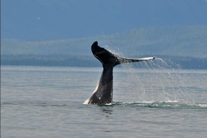 Guaranteed Whale Watching Adventure - Why Point Adolphus is worth your afternoon