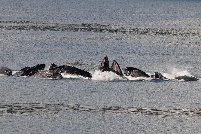 Guaranteed Whale Watching Adventure - Two and a half hours on Icy Strait waters