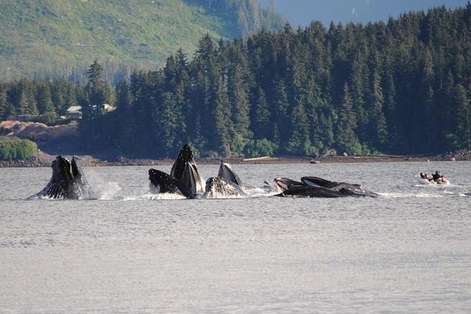 Guaranteed Whale Watching Adventure - Weather, clothing, and comfort