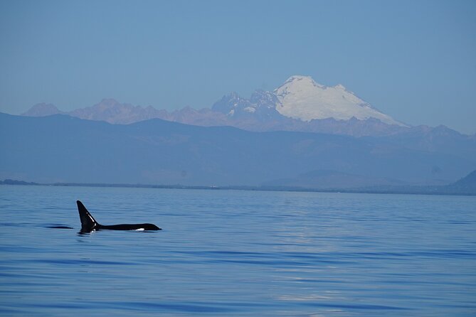 Guaranteed Whale Watching Tour - What you might see besides orcas
