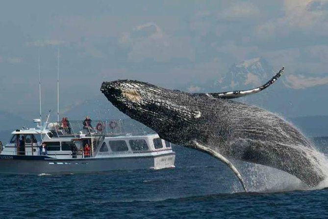 Guaranteed Whale Watching Tour - The guides make the quiet moments worthwhile