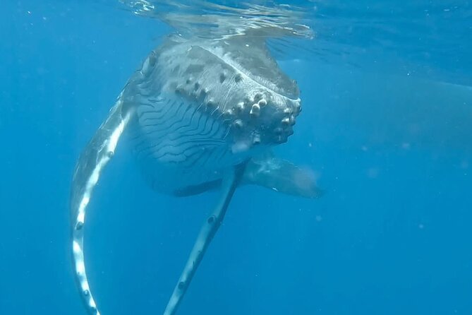 Guided Small Group Whale Watching and Swim Tour Tahiti - Leaving Papeete for the July to November whale season