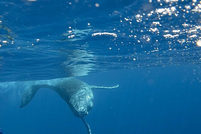 Guided Small Group Whale Watching and Swim Tour Tahiti - The lagoon stops give the tour a useful second act