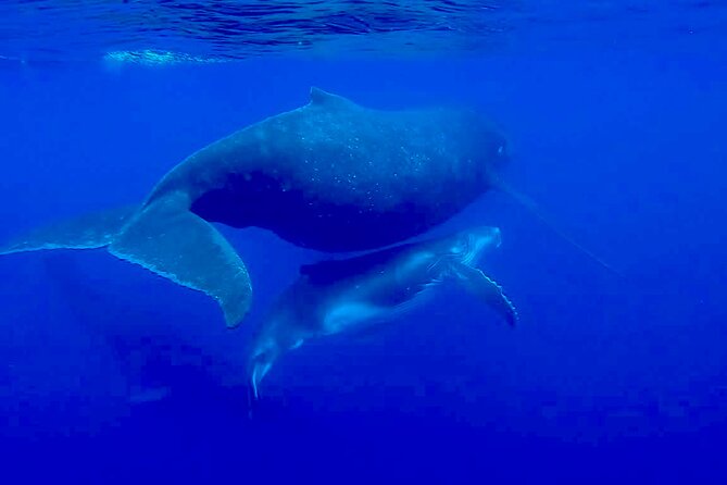 Guided Small Group Whale Watching and Swim Tour Tahiti - The boat, equipment, and comfort details