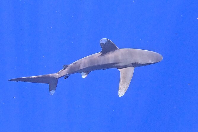 Guided Small Group Whale Watching and Swim Tour Tahiti - Why the small group is worth the higher price