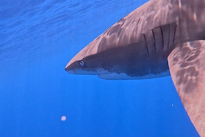 Guided Small Group Whale Watching and Swim Tour Tahiti - Who will enjoy this Tahiti whale tour most