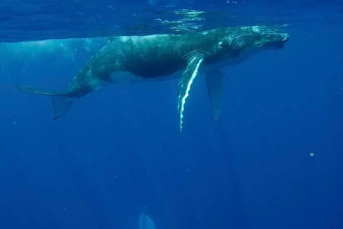 Guided Small Group Whale Watching and Swim Tour Tahiti - Watching whales before considering the water