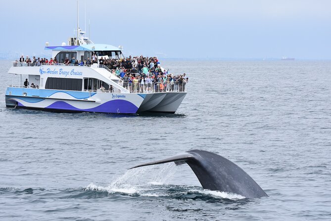 Guided Whale Watching Tour from Long Beach - Key points to know before you book