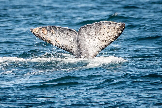 Guided Whale Watching Tour from Long Beach - Starting beside the Aquarium of the Pacific