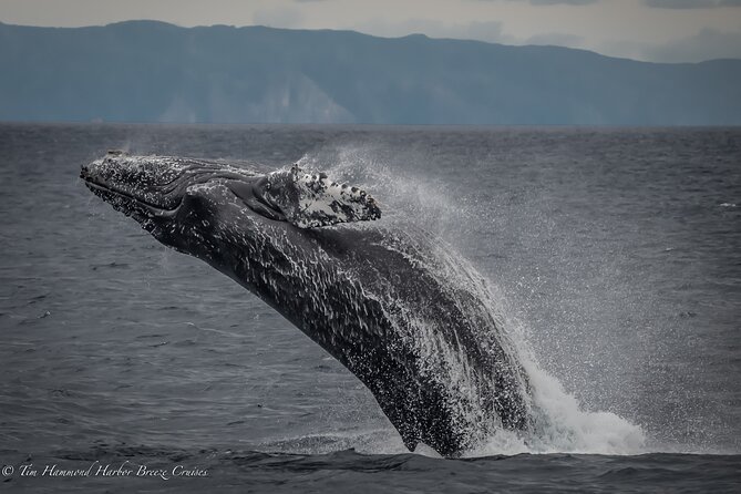 Guided Whale Watching Tour from Long Beach - Dolphins, sea lions, and seabirds
