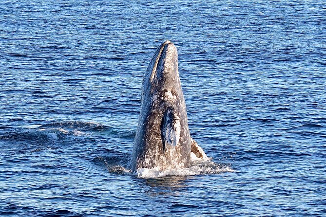 Guided Whale Watching Tour from Long Beach - Choosing seats and timing your arrival
