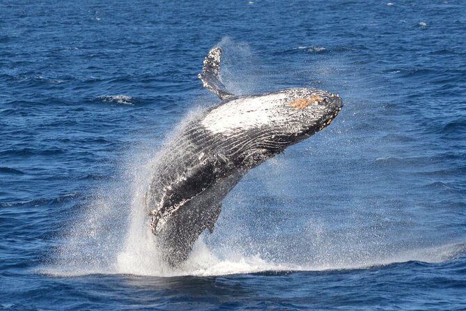 Guided Whale Watching Tour from Long Beach - Handling seasickness, cold, and family needs