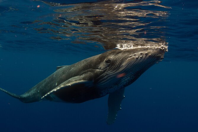 Half-Day Humpback Whales Encounter in Moorea - The safety briefing comes before the search