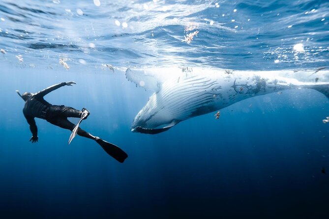 Half Day Private Whale Watching in Moorea - Snorkeling and the other animals of Moorea