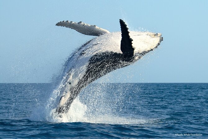 Half Day Private Whale Watching in Moorea - What the $976.97 group price really means