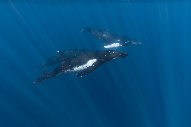 Half Day Private Whale Watching in Moorea - How the whale search works