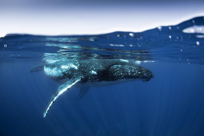 Half Day Small Group Whale Watching - Starting at Coco Beach Restaurant parking area