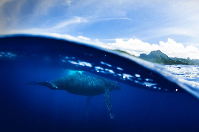 Half Day Small Group Whale Watching - Searching for humpback whales from August to November