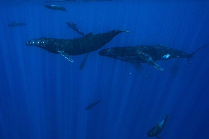 Half Day Small Group Whale Watching - Fruit, drinks, and the small comforts