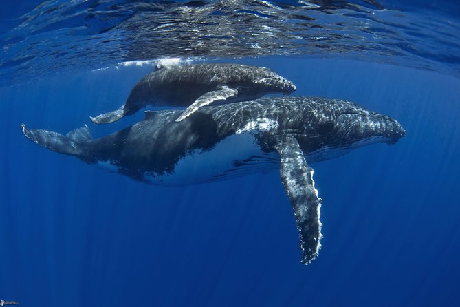 Half day whale tour 4h00 - Starting at ‘Ōpūnohu Bay