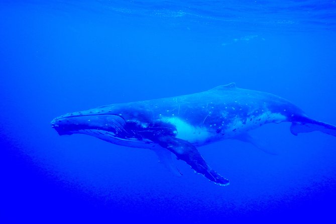 Half day whale tour 4h00 - A physical encounter, not a passive cruise